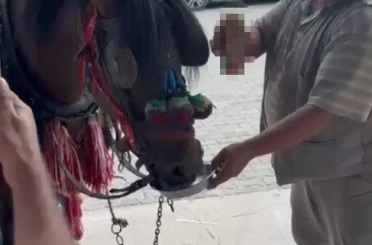 Muğla’da "Bu kadarı olmaz" dedirten görüntüler: Fayton çeken ata alkol içirdiler 