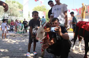 Muğla’da Buzağı Güzellik Yarışması düzenlendi
