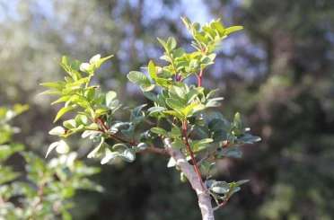 Muğla’da sakız üretimi güçleniyor, bin 500 aşılı fidan üreticiyle buluşuyor 