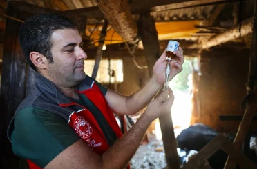 Muğla’da şap hastalığıyla mücadele hız kesmiyor 