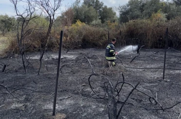 Muğla’da üzüm bağları alevlere teslim oldu 