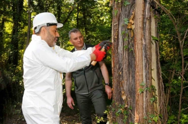 Muğla’daki Sığla ormanlarından 1 ton Sığla yağı üretimi bekleniyor 