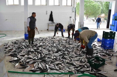 Muğla’dan 10 ayda 618 milyon dolar balık ihracatı 