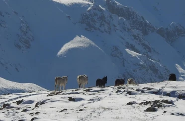 Munzur Dağları’nda doğanın özgür atları 
