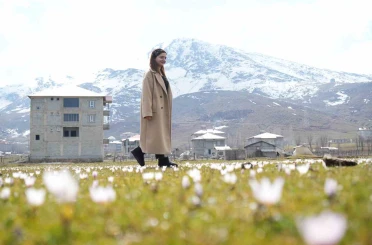 Muş Ovası’nda baharın habercisi çiğdemler açtı 