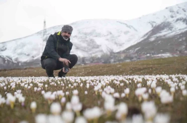 Muş Ovası’nda çiğdemler yeniden yüzünü gösterdi 