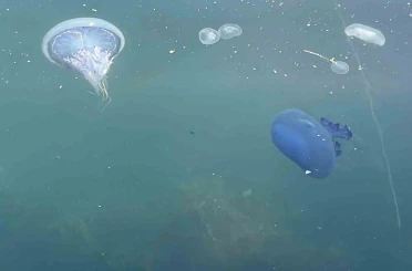 Müsilaj başladı denizanaları öldü