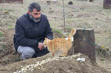 Muş’ta 9 gün önce öldürülen adamın kedileri mezarının başından ayrılmıyor 