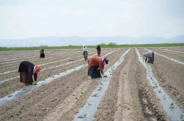 Muş’ta aromasıyla öne çıkan karpuzun ekimine başlandı 