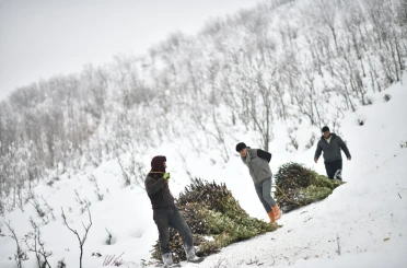 Muş’ta besicilerin kızaklı zorlu kış mesaisi 