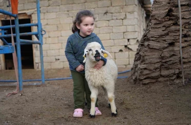 Muş’ta hayvan sayısı 1,4 milyonu aştı: 650 bin kuzu ve oğlak doğumu bekleniyor 