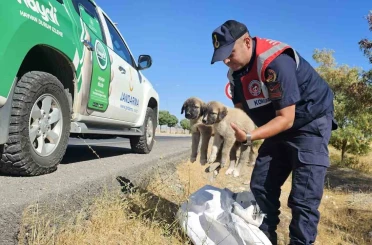 Muş’ta jandarma ekipleri çuval içerisinde yavru köpekler bulundu 