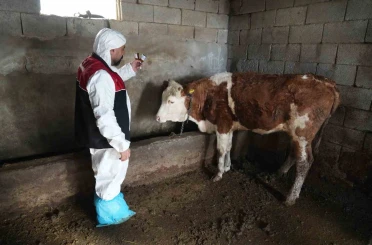 Muş’ta şap ve şarbon aşılama kampanyası başladı 