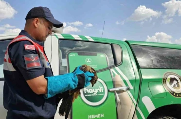 Muş’ta yaralı bulunan kartal koruma altına alındı 
