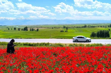 Muş’taki doğal gelincik tarlası vatandaşların ilgi odağı oldu 