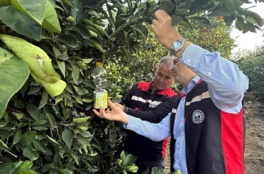 Narenciyede hasat başladı, Akdeniz meyve sineği ile mücadele hız kazandı 