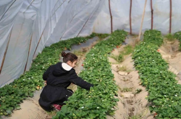 Narenciyeden umduğunu bulamayan üretici çileğe yöneldi 