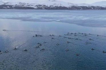 Nazik Gölü’nde buzlar çözüldü, ördeklerin dansı hayran bıraktı 
