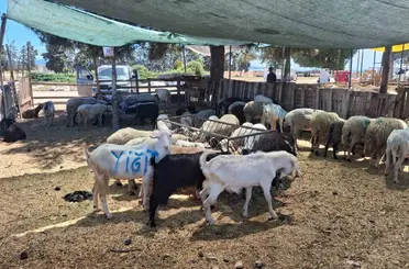 Nazilli ve Çine hayvan pazarları yeniden açılıyor