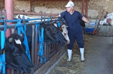 Nazilli’de şap aşılama çalışmaları tamamlandı 