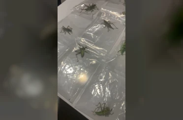 Nemrut Dağı’nda biyokaçakçılık operasyonu: 3 gözaltı 