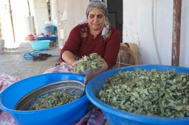 Nesillerin ikinci kez tanıklık ettiği ’kudret helvası’ bolluğu yöre halkını sevince boğdu: "Bu Allah’ın nimeti, Mezopotamya’nın eşsiz hazinesi" 