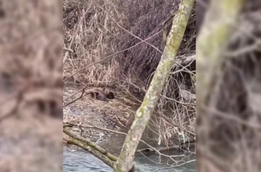 Nesli tehlike altında olan yavru su samurları Sinop’ta görüldü 