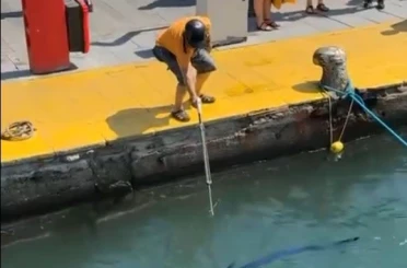 Nesli tehlike altındaki balığı limanda zıpkınla vurdular 