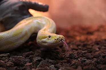 Nesli tehlike altındaki piton koruma altına alındı