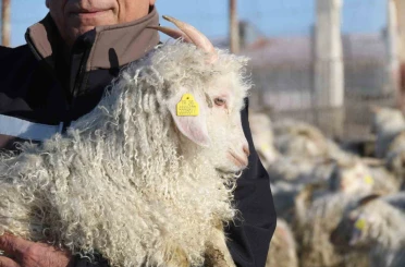 Nesli tükenme tehlikesi altında olan bin 200 Ankara keçisine gözleri gibi bakıyorlar 