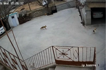 Nevşehir’de aç kalan tilki tavuklara saldırdı 