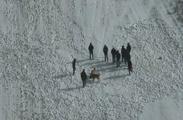 Nevşehir’de köpek dövüşüne jandarma baskını 