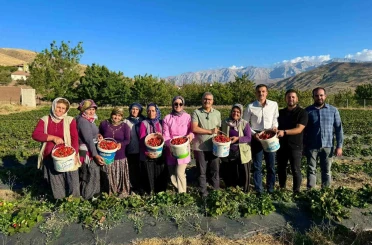 Niğde’de çilek hasadı bereketi 