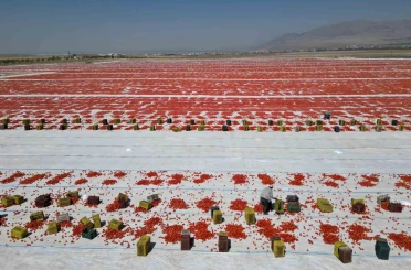 Niğde’de güneşte kuruyan domatesler dünya sofralarında 