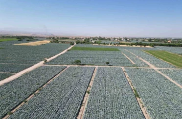 Niğde’de lahana tarlalarında pestisit denetimi yapıldı 