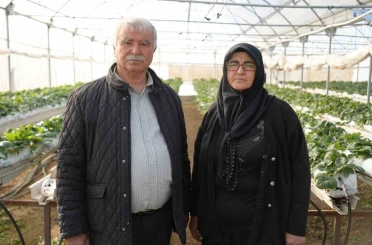 Niğde’de topraksız tarım yöntemiyle çilek üretimi kadın emeğiyle büyüyor