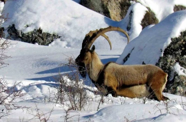 Niğde’de yaban keçisi sayısı artış gösterdi 