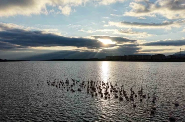 Niğde’deki Akkaya Barajı’nda flamingo şöleni başladı 