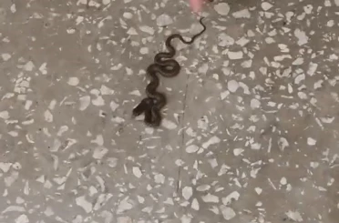 Okul koridorunda yılan paniği 