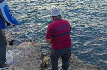 Oltaya bu kez balık yerine martı takıldı 