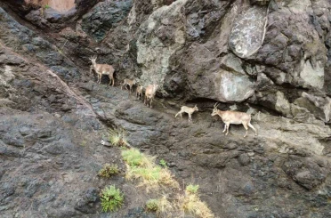Oltu’da yaban keçilerinin görsel şöleni 