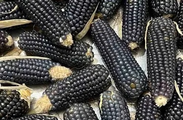 Oltu’nun mısırı da kehribarı gibi simsiyah
