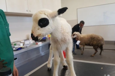 OMÜ Hayvan Hastanesi 2025’te 30 bin 842 hastaya hizmet verdi 