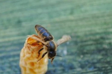 OMÜ’lü akademisyenlerden arıcılığa yenilikçi katkı: Ana Arı Üretim Aparatı 