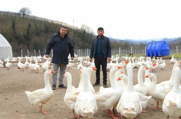Ordu’da ‘alım garantisi’ ile kaz yetiştiriciliği büyüyor 