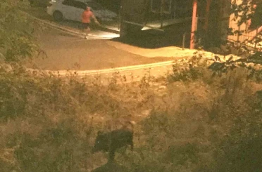 Ordu’da bir çocuk, domuz saldırısından son anda kurtuldu