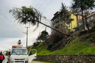 Ordu’da çam ağacı yüksek gerilim hattına devrildi 