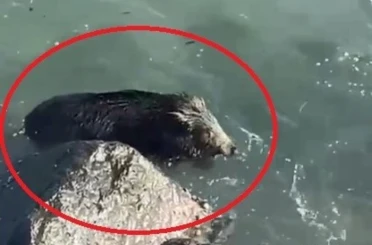 Ordu’da denizde yaban domuzu görüntülendi 