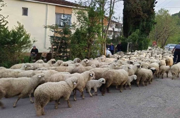 Ordu’da koyunların yayla yolculuğu 