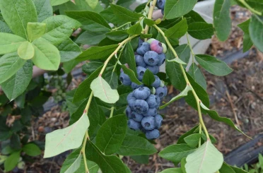 Ordu’da maviyemiş hasadı başladı 